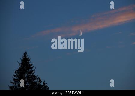 A horizontal landscape photograph capturing a glowing crescent moon in a dark blue twilight sky with soft pink clouds and a spruce tree silhouette at Stock Photo