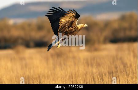 Golden light bathes a soaring eagle in flight. Wings spread wide, tail trails behind as it glides. Brown feathers contrast against a vast, sunlit fiel Stock Photo