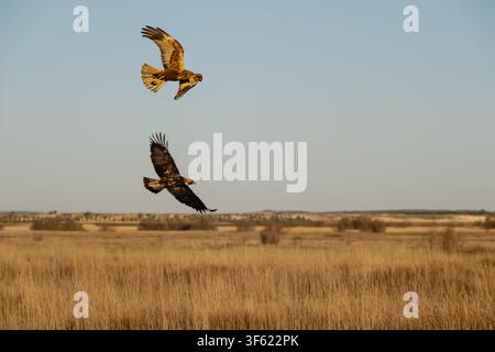 Two hawks soar above a golden, dry grassland. Clear skies stretch behind the birds in flight. Their wings are spread wide, showing sharp, powerful for Stock Photo