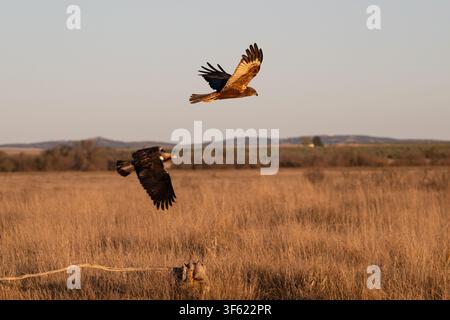 Two birds soar above a golden grassland. Dusk casts warm hues over the open field. One bird glides low, the other soars high. Wind rustles tall, dry s Stock Photo