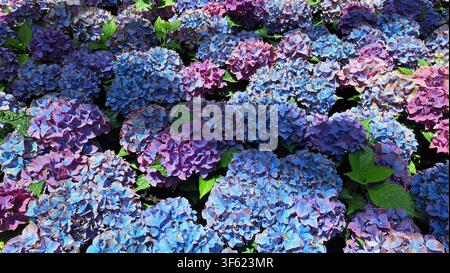 Vibrant field of blue and purple hydrangea flowers blooming in full blossom, creating a lush botanical backdrop for natural spring background, garden Stock Photo