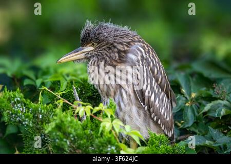 Juvenile Yellow-crowned Night Heron resting quietly among green coastal shrubs in soft natural light. Stock Photo
