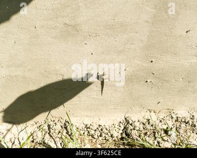Small common wall lizard podarcis muralis basking on a concrete wall in the sun. Stock Photo