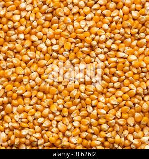 Dried popcorn kernels, captured from a top-down view with a high level of detail and a repetitive pattern. Stock Photo