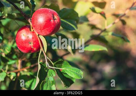 Two vibrant red apples hang from a branch, surrounded by lush green leaves, basking in the soft sunlight of a sunny day, highlighting the natural beauty. Stock Photo