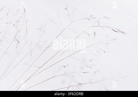 Stems of wild beige dry grass in row on white wood board, top view, copy space, diagonal. Stock Photo