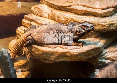 This common chuckwalla rests on a desert rock ledge. It features a heavy, dark, wrinkled body, a lighter-colored tail with distinct segments, and an a Stock Photo