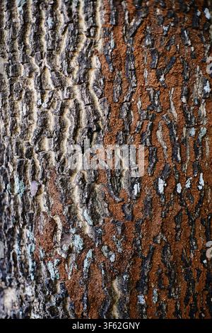 Detailed close-up of rough tree bark texture with natural brown wood pattern in a tropical forest Stock Photo
