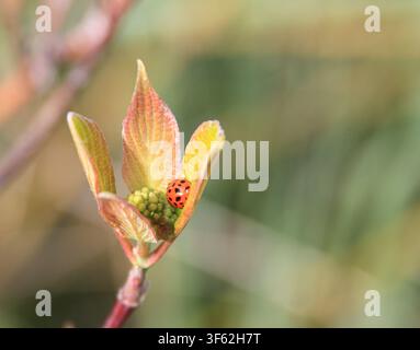 Close-up of a ladybird resting on fresh spring leaves with a soft natural background and ample copy space. Stock Photo