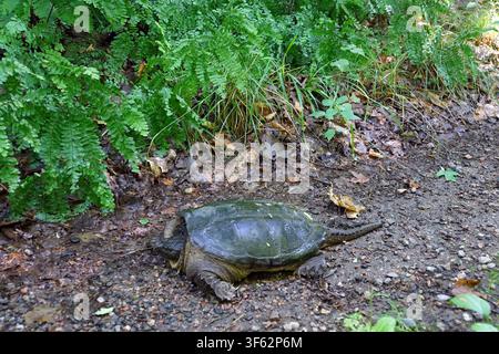 A snapping turtle walks along a dirt path beside lush green ferns in western Quebec, Canada Stock Photo