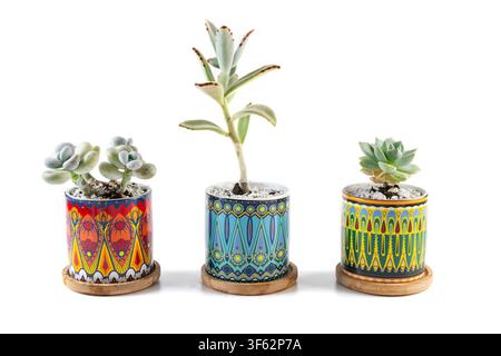 Three various succulent plants including kalanchoe and echeveria growing in colorful patterned ceramic pots on a white background with copy space. Stock Photo
