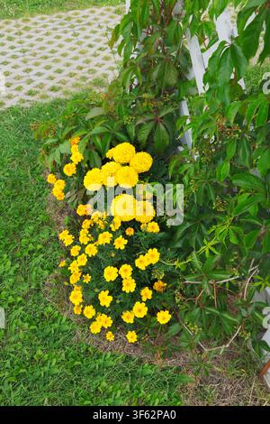 Bright yellow marigold flowers blooming near white wooden trellis. Climbing green vines on backyard garden lattice wall. Summer landscaping view. Stock Photo