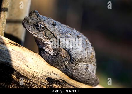 A large female Foam-nest Frog sitting perfectly still, relying on her camouflage and basking in the sun at Ntabazinduna, Zimbabwe. Stock Photo