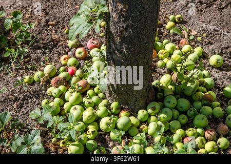 Fallen apples at the foot of the apple tree. Rotten apples. Stock Photo