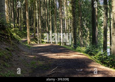 A horizontal perspective view of a dirt hiking path curving through a dense evergreen pine forest illuminated by dappled sunlight. Stock Photo
