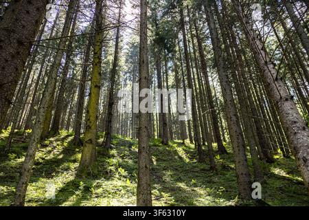 A wide-angle horizontal shot looking up at tall pine tree trunks with bright sunlight streaming through the evergreen canopy onto the mossy hill. Stock Photo