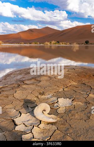 Seed pod of Camelthorn (Vachellia erioloba) Acacia Tree near flooded Ostrichvlei lakebed near Sossusvlei in Namib-Naukluft National Park, Namibia, Afr Stock Photo