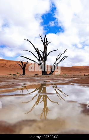 Reflections of dead camelthorn trees in the surreal Deadvlei landscape after a rare heavy rainfall - Namib-Naukluft National Park, Namibia, Africa Stock Photo