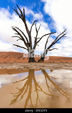 Reflections of dead camelthorn trees in the surreal Deadvlei landscape after a rare heavy rainfall - Namib-Naukluft National Park, Namibia, Africa Stock Photo