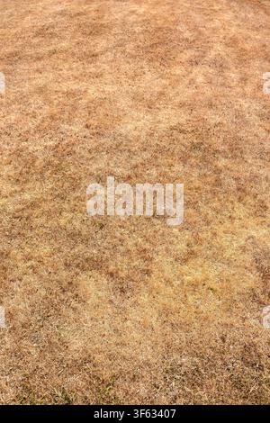 Dry brown grass lawn parched in drought conditions during heatwave. Global warming climate change concept. Stock Photo