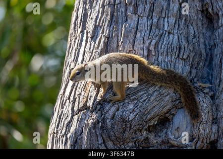 Smith's bush squirrel (Paraxerus cepapi) - Bwabwata National Park, Zambezi Region, Namibia, Africa Stock Photo