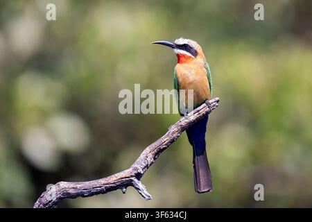 White-fronted bee-eater (Merops bullockoides) - near Nambwa Tented Lodge, Bwabwata National Park, Kwando Core Area, Zambezi Region, Namibia, Africa Stock Photo