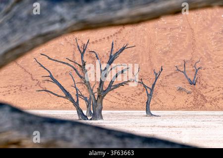 Dead camelthorn trees in the surreal Deadvlei landscape - Namib-Naukluft National Park, Namibia, Africa Stock Photo