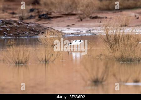 Pied Avocet (Recurvirostra avosetta) feeding in the flooded Ostrichvlei lakebed near Sossusvlei in Namib-Naukluft National Park, Namibia, Africa Stock Photo