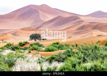 Otherworldly sand dunes near Sossusvlei in Namib-Naukluft National Park, Namibia, Africa Stock Photo