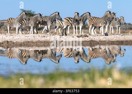 Plains zebra (Equus quagga burchellii) at waterhole - Onkolo Hide, Onguma Game Reserve, Namibia, Africa Stock Photo