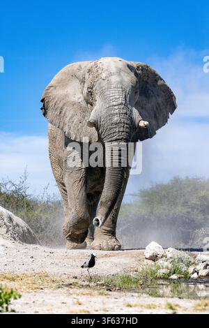 Close up image of African Elephant (Loxodonta Africana) head-on view - Onkolo Hide, Onguma Nature Reserve, Namibia, Africa Stock Photo