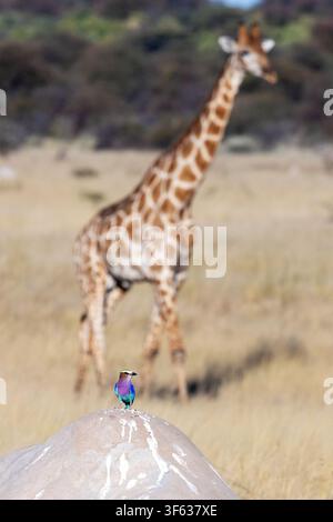 Colorful lilac-breasted roller (Coracias caudatus) sitting on termite mound with giraffe in the background - Andoni Plains, Etosha National Park, Nami Stock Photo