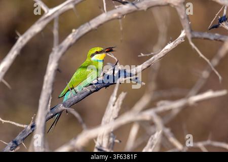 Swallow-tailed bee-eater (Merops hirundineus) - Andoni Plains, Etosha National Park, Namibia, Africa Stock Photo