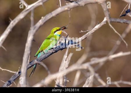 Swallow-tailed bee-eater (Merops hirundineus) - Andoni Plains, Etosha National Park, Namibia, Africa Stock Photo