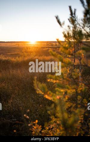 Autumn sunset landscape at peat bog wetland in national park with small pine trees growing on field. Stock Photo