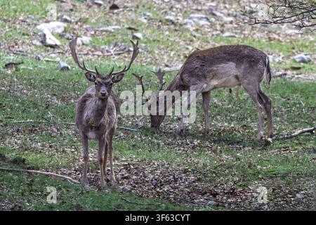 2 fallow deer bucks graze in woodland 1 remains alert while the other feeds, Piano Battaglia, Sicily, Italy Stock Photo
