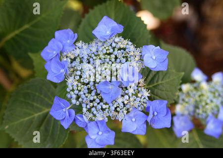 bigleaf hydrangea Stock Photo