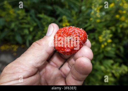 spotted snake millipede (Blaniulus guttulatus), on a strawberry Stock Photo