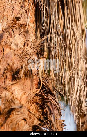 A small lizard camouflaged against the rough, textured bark of a palm tree in natural sunlight. Stock Photo