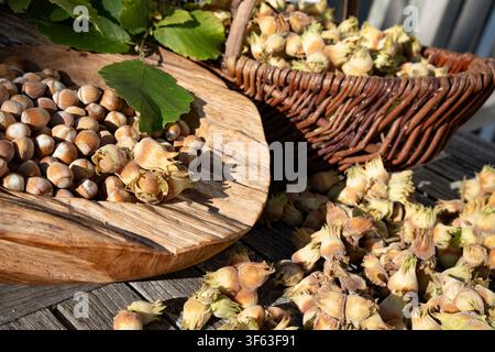 Freshly harvested hazelnuts. Nuts to dry in the autumn sun. Close-up. Stock Photo