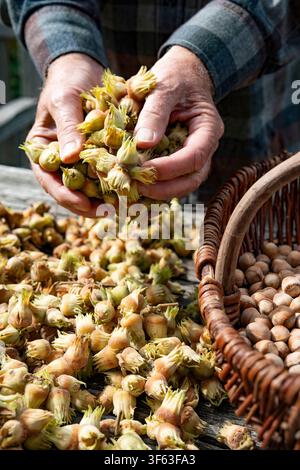 Handful of freshly harvested hazelnuts. Nuts to dry in the autumn sun. Stock Photo