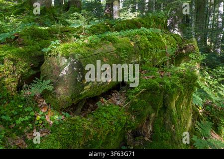 Fallen tree trunk covered in moss, Upper Bavaria, Bavaria, Germany Stock Photo
