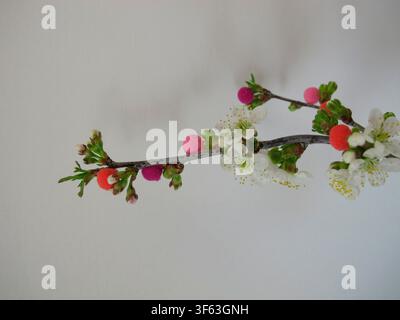 Easter branch: a flowering cherry branch with colorful pom-poms instead of Easter eggs Stock Photo