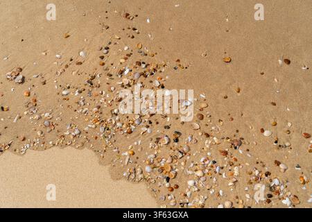 Full frame backdrop seen small colorful clam shells on sandy back Stock Photo