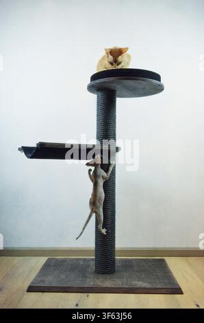 Devon Rex cats on their scratching post Stock Photo