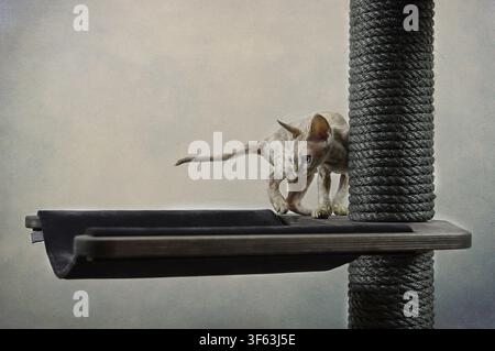Devon Rex kittens on their scratching post Stock Photo