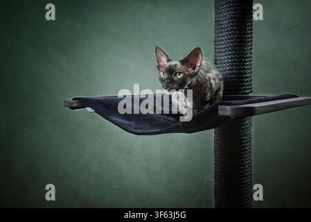 Portrait of a Devon Rex cat on its scratching post Stock Photo