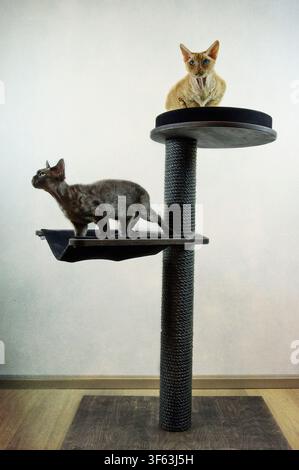 Devon Rex cats on their scratching post Stock Photo