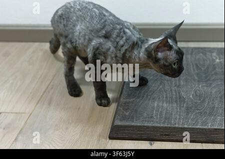 Portrait of a Devon Rex cat on its scratching post Stock Photo