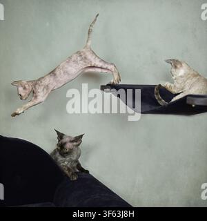 Devon Rex cats on their scratching post Stock Photo